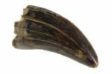 Serrated, Juvenile Tyrannosaur Tooth - Judith River Formation #95659-1